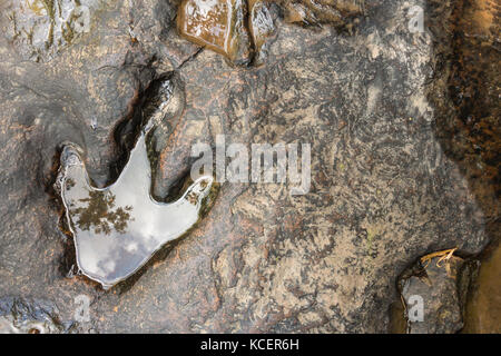 Fußabdruck von Dinosauriern ( Carnotaurus ) auf dem Boden in der Nähe des Flusses im Phu Faek National Forest Park , Kalasin , Thailand . Das Wasser ist drauf. Stockfoto
