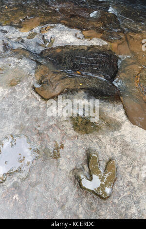 Fußabdruck von Dinosauriern ( Carnotaurus ) auf dem Boden in der Nähe des Flusses im Phu Faek National Forest Park , Kalasin , Thailand . Das Wasser ist drauf. Stockfoto