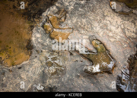 Fußabdruck von Dinosauriern ( Carnotaurus ) auf dem Boden in der Nähe des Flusses im Phu Faek National Forest Park , Kalasin , Thailand . Das Wasser ist drauf. Stockfoto