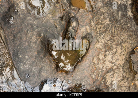 Fußabdruck von Dinosauriern ( Carnotaurus ) auf dem Boden in der Nähe des Flusses im Phu Faek National Forest Park , Kalasin , Thailand . Das Wasser ist drauf. Stockfoto