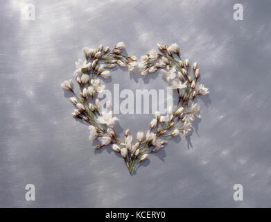 Herzen von Cherry Blumen und Blüten sowie deren Knospen auf Aluminium gebürstet Hintergrund Stockfoto