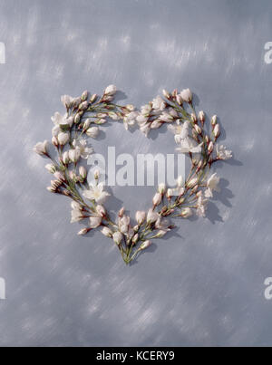 Herzen von Cherry Blumen und Blüten sowie deren Knospen auf Aluminium gebürstet Hintergrund Stockfoto