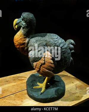 Der Dodo (Raphus cucullatus) ist eine ausgestorbene flugunfähigen Vogel, die endemisch auf der Insel Mauritius, östlich von Madagaskar im Indischen Ozean war Stockfoto