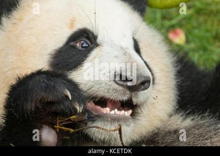 Panda, ailuropoda Lalage, bei Panda Forschungsbasis, Chengdu, Sichuan, China Stockfoto