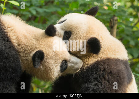 Riesenpandas, ailuropoda Lalage, bei Panda Forschungsbasis, Chengdu, Sichuan, China Stockfoto