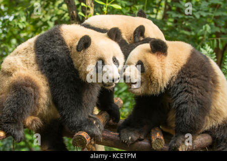 Riesenpandas, ailuropoda Lalage, bei Panda Forschungsbasis, Chengdu, Sichuan, China Stockfoto