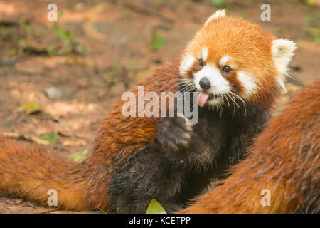 Red Panda, ailurus fulgens bei Panda Forschungsbasis, Chengdu, Sichuan, China Stockfoto