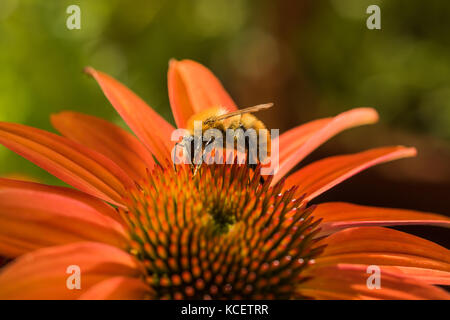 Biene bei der Arbeit auf einem coneflower Stockfoto