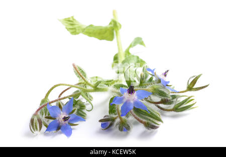 Borretsch (Borago officinalis) auf weißem Hintergrund Stockfoto