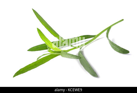 Estragon (Artemisia dracunculus) auf weißem Hintergrund Stockfoto