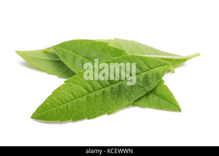 Zitronenverbene Blätter (beebrush) auf weißem Hintergrund Stockfoto