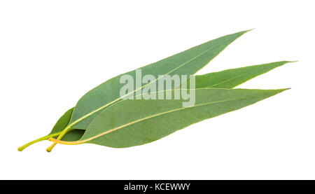 Eukalyptus Blätter auf weißem Hintergrund Stockfoto