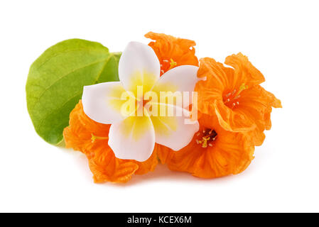 Frangipani und cordia subcordata auf weißem Hintergrund Stockfoto