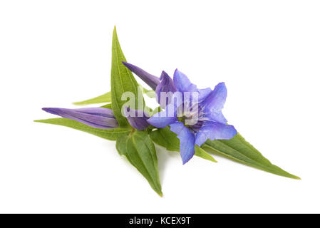 Gentiana Asclepiadea isoliert auf weißem Hintergrund Stockfoto