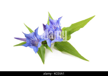 Gentiana Asclepiadea isoliert auf weißem Hintergrund Stockfoto