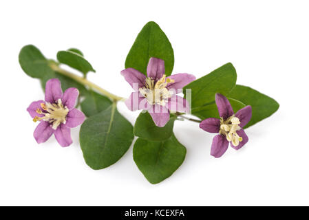 Goji Zweig mit Blüten und Blättern isoliert auf weißem Stockfoto