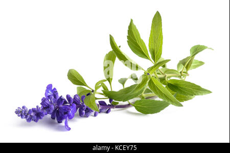 Salvia farinacea mit Blumen auf weißem Hintergrund Stockfoto