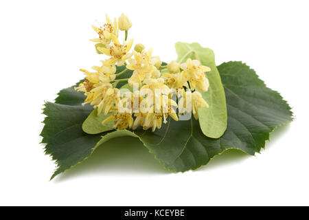 Lindenblatt mit Hochblatt und Blumen isoliert auf weißem Hintergrund Stockfoto