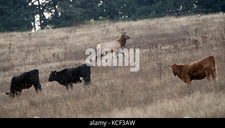 Elkton, OREGON, USA. Oktober 2017. Ein wilder Roosevelt Elch Stier geht an Rindern vorbei, die auf einem Hügel in der Nähe von Elkton grasen, im ländlichen westlichen Oregon. Roosevelt Elch sind die größte Unterart von Elch in Nordamerika. Quelle: Robin Loznak/ZUMA Wire/Alamy Live News Stockfoto