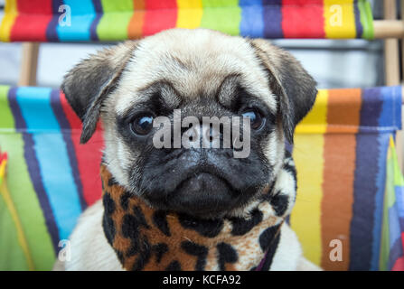 Dortmund, Deutschland. Oktober 2017. 15 Wochen alter Mops-Welpe Earl Copper aus der Rasse 'City Diamonds' sitzt im Rahmen einer Fotosession der Messe 'Hund & Pferd' in Dortmund, Deutschland, 05. Oktober 2017. Die Messe findet ab dem 13-15. Oktober 2017 in den Westfalenhallen statt. Quelle: Bernd Thissen/dpa/Alamy Live News Stockfoto