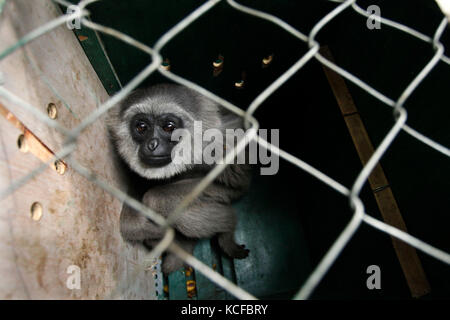 Bandung, Indonesien. Oktober 2017. Ein silbernes Gibbon (Hylobates moloch) ist in einem Käfig zu sehen, bevor es am 5. Oktober 2017 in West Java, Indonesien, veröffentlicht wird. Die Zahl der silbernen Gibbon nimmt aufgrund der Waldzerstörung und Wilderei weiter ab. Quelle: Banyu Biru) (Hy/Xinhua/Alamy Live News Stockfoto