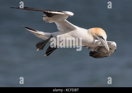 Basstölpel auf Bempton Cliffs, Frühling. Stockfoto