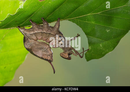 Buchen-Zahnspinner, Buchenspinner, Buchen-Spinner, Buchenzahnspinner, Raupe, Stauropus fagi, Hummermotte, Hummer prominent, Raupe, Le bombyx d Stockfoto