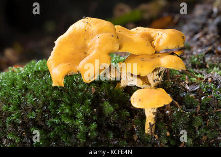 Echter Pfifferling, Pfifferling, Eierschwamm, Eierwämmchen, Cantharellus cibarius, Chanterelle, goldene Pfifferelle, girolle Stockfoto