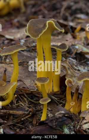 - Trompeten Pfifferling, trompetenpfifferling, durchbohrter leistling, herbstpfifferling, Herbst - pfifferling, craterellus tubaeformis, cantharellus infu Stockfoto