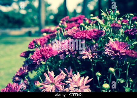 Blumen auf voller Anzeige Stockfoto