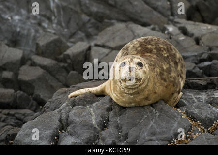 Harbour Seal, Phoca vitulina, Rasse Felsen, in der Nähe von Victoria, British Columbia, Kanada Stockfoto