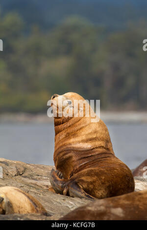 Stellar Sea Lion, Eumetopias jubatus, mitgeführt und am Felsen, in der Nähe von Victoria, British Columbia, Kanada Stockfoto