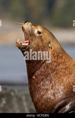 Stellar Sea Lion, Eumetopias jubatus, mitgeführt und am Felsen, in der Nähe von Victoria, British Columbia, Kanada Stockfoto