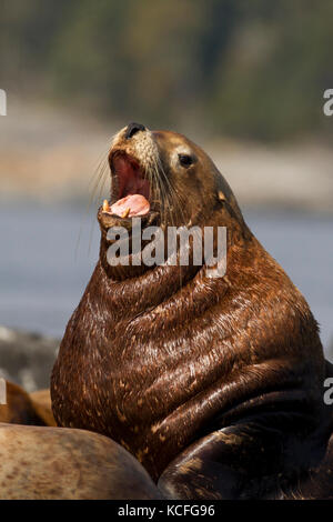 Stellar Sea Lion, Eumetopias jubatus, mitgeführt und am Felsen, in der Nähe von Victoria, British Columbia, Kanada Stockfoto