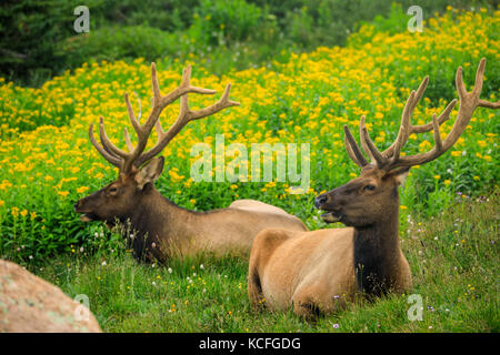 Zwei bull Elk in einem Feld Stockfoto