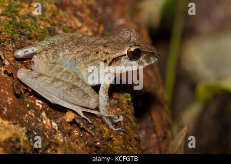 Gemeinsame Regen Frog, Rana siamensis, Breviceps acutirostris, Costa Rica, Mittelamerika, Stockfoto