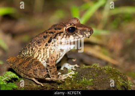 Rinde farbigen Frosch, Costa Rica, Mittelamerika Stockfoto