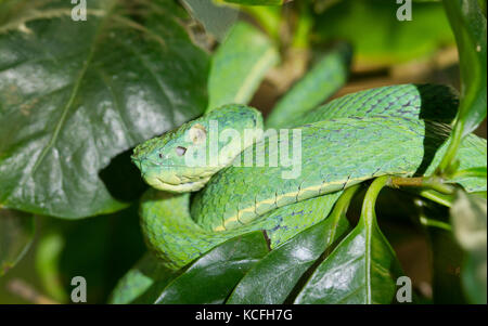 Grün-gestreifte Viper, Lora, Anolis lateralis, Mittelamerika, Costa Rica Stockfoto