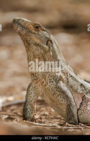 Schwarz stacheligen-tailed Leguan, Ctenosaura Imilis, Mittelamerika, Costa Rica Stockfoto