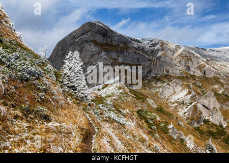 Pine Tree und der erste Schnee in den Karpaten, Rumänien Stockfoto