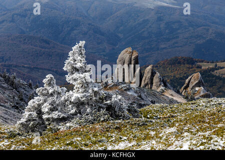 Pine Tree und der erste Schnee in den Karpaten, Rumänien Stockfoto