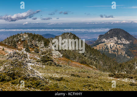 Pine Tree und der erste Schnee in den Karpaten, Rumänien Stockfoto