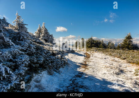 Pine Tree und der erste Schnee in den Karpaten, Rumänien Stockfoto