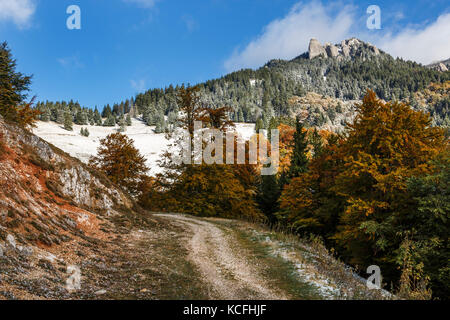 Pine Tree und der erste Schnee in den Karpaten, Rumänien Stockfoto