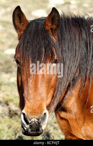brauner Pferdekopf Stockfoto
