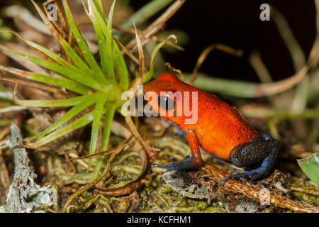 Strawberry poison dart Frog, Oophaga pumilio Costa Rica, Mittelamerika, Stockfoto