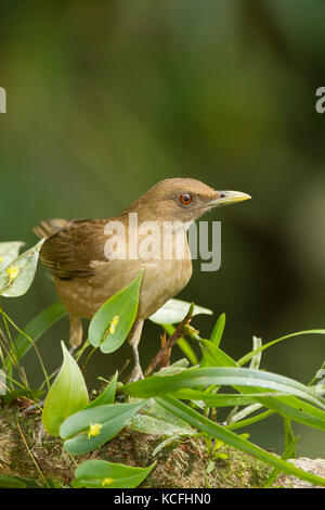 Lehm - soor gefärbt, Turdus grayi, Mittelamerika, Costa Rica Stockfoto