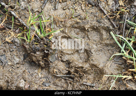 Iberischen Wolf (Canis lupus Signatus) Titel Stockfoto