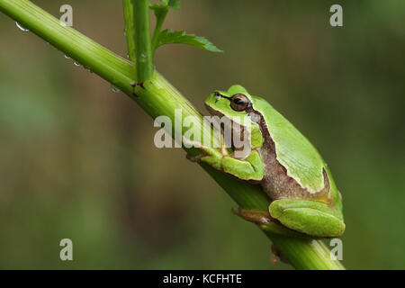 Laubfrosch (Hyla arborea) auf einer grünen Anlage Stockfoto