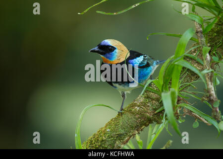 Golden Hooded Tanager, Tangara larvata, Mittelamerika, Costa Rica Stockfoto